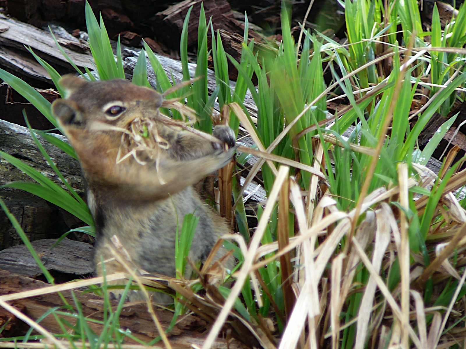 The Secret Squirrel
