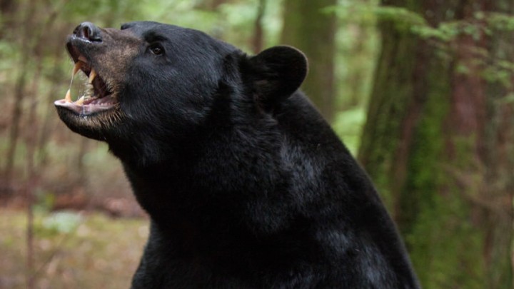 black-bear-backcountry-movie_h