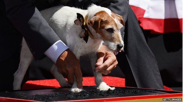 Uggie's paw-prints being cast for the Hollywood Walk Of Fame.