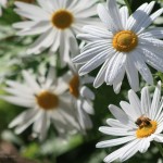 img_8145