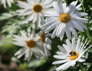 img_8145