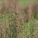 img_8296