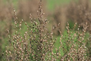 img_8296