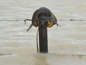 snake-queensland-flood