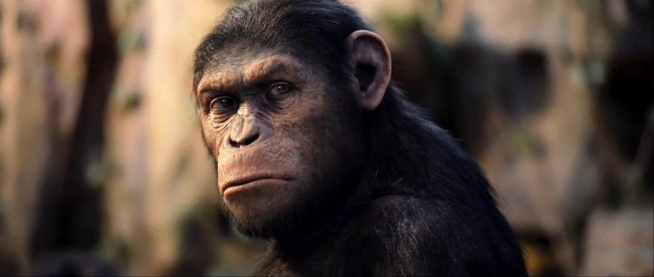 Apes-Old-Caesar