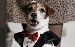 Uggie_2137919b