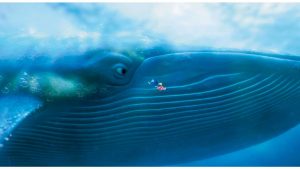 2016-Release-Date-Finding-Dory-Movie-4K-Wallpaper