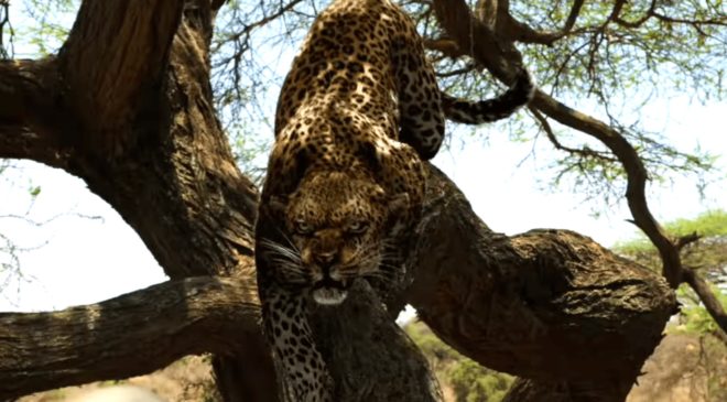 endangered-species-movie