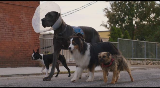 Strays-Trailer.Image-01